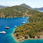 domuz ısland